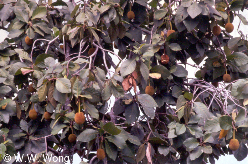 معرفی و راهنمای پرورش درختان میوه - مارانگ